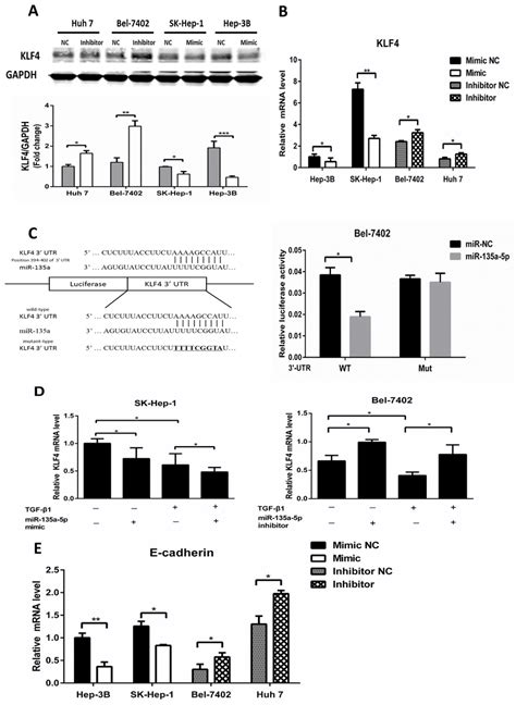 Micror A P Is Critical For Down Regulation Of Klf By Tgf A