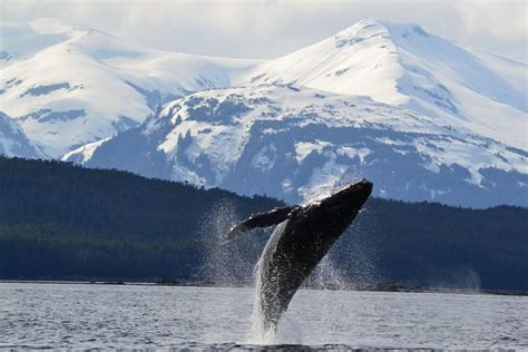 Juneau Half-Day Whale-Watching and King Crab Shore Excursion 2024