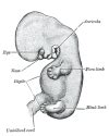 Embryology Umbilical Cord Statpearls Ncbi Bookshelf