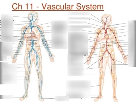 Lab 3 Blood Vessels Diagram Quizlet