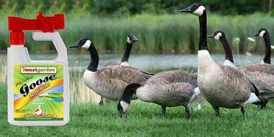 Best Goose Repellent | Repel Geese from yard | Keep Geese out