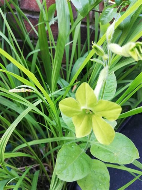 fleur verte vert nature le photo gratuite sur pixabay pixabay