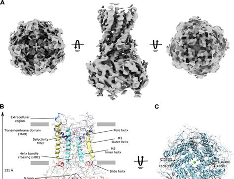 Cryoelectron Microscopy Unveils Unique Structural Features Of The