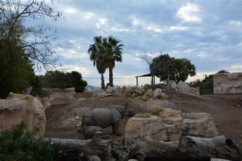 Terra Natura BenidormLa cría de rinoceronte indio comienza la