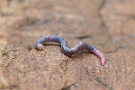 13 Types of Earthworms (Interesting Facts) - Wildlife Informer