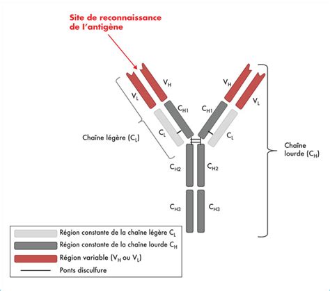 Jle H Matologie Limmunoth Rapie Cellules T R Cepteurs