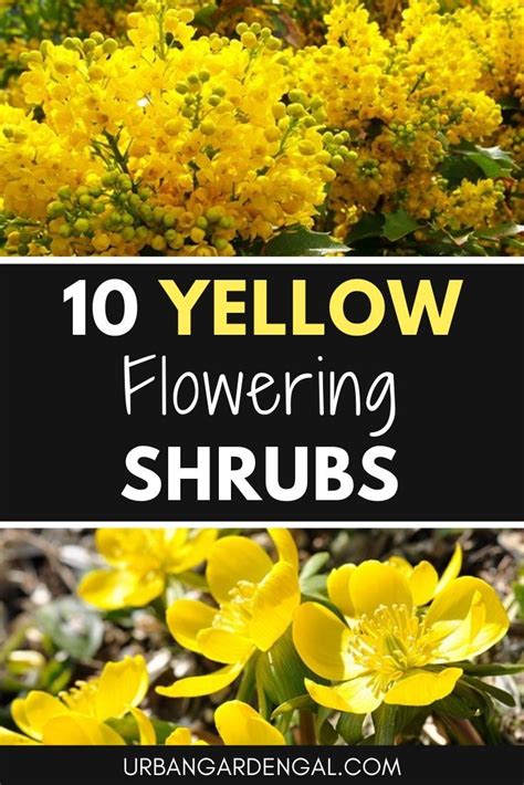 10 yellow flowering shrubs – Artofit