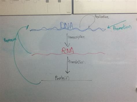 Concept Map Of Central Dogma - Fawnia Susanetta