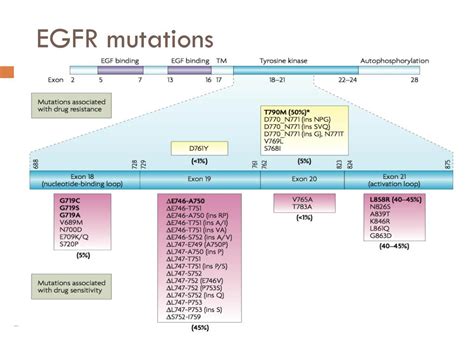 PPT Tyrosine Kinase Inhibitors In Non Small Cell Lung Cancer