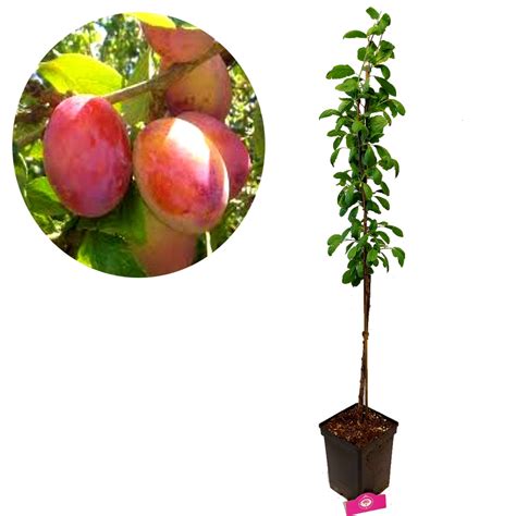 Prunus Domestica Victoria Pruimenboom Onderstam Liter Pot