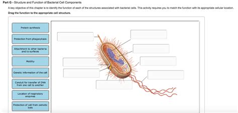 Bacterial Cell Diagram And Functions