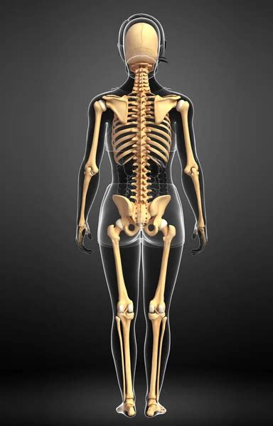 Skeletal back view | Human skeleton back view — Stock Photo ...