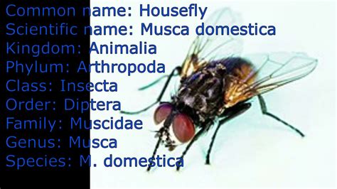 Scientific Name Of Housefly Scientific Classification Housefly