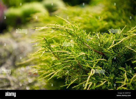 Closeup Of Beautiful Green Thuja Trees Christmas Leaves On Green