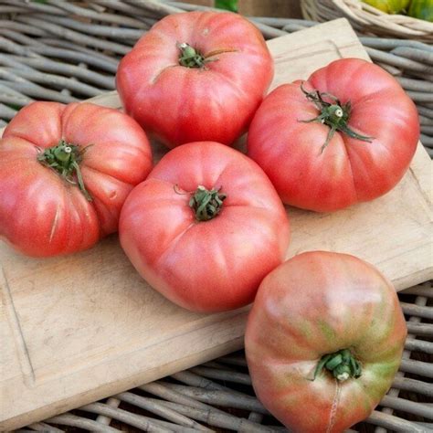 Tomate Rose De Berne Vari T Ancienne Graines Alsagarden