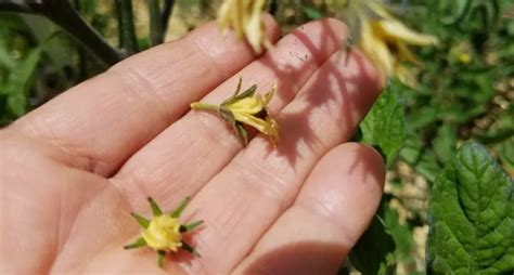 Pourquoi Les Fleurs De Mes Tomates Tombent Que Faire