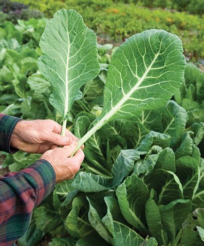 Collard Greens Growing Information Sowing Care And Harvest