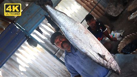 Big Size Seer Fish Vanjaram Meen Cutting Kasimedu Siruthai Durai Big