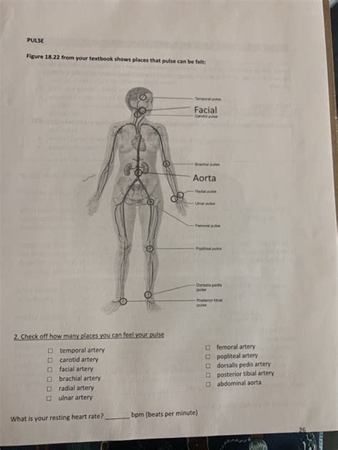 Anatomy And Physiology Archive June 16 2019 Chegg