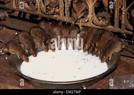 Holy Rats Drinking Milk From A Bowl Karni Mata Temple Deshnok