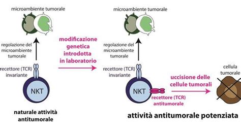 Research Genetically Engineered Lymphocytes To Target Tumors Pledge