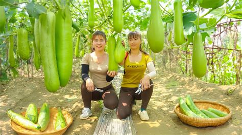 Harvesting Sweet Gourd Goes To Countryside Market Sell Cooking New