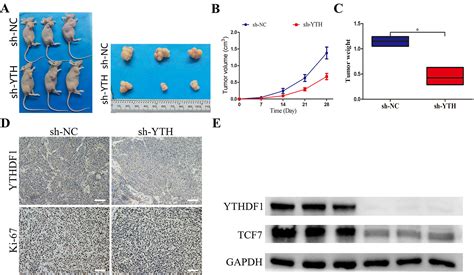 Ythdf1 Promotes Proliferation And Inhibits Apoptosis Of Gastric Cancer Cells Via Upregulating