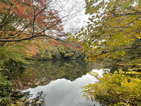 震生湖の紅葉が色づき始めました はだの旬だより 秦野の観光情報サイト