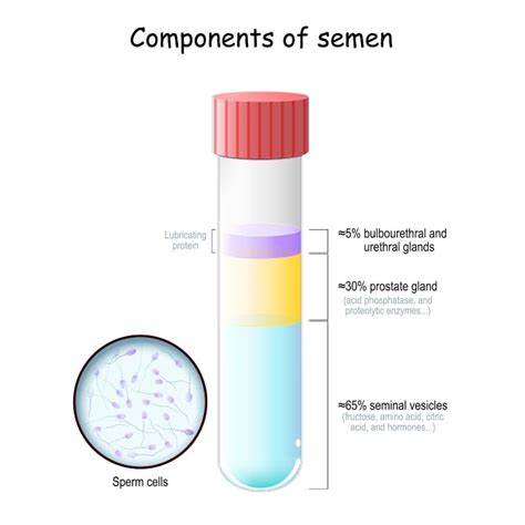 Spermatozoi Come Sono Fatti Ruolo E Disturbi Associati