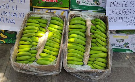 Bananeros Siguen Exportando A Argentina A Pesar De Deuda Y