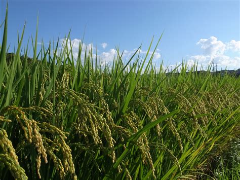 Perennial Rice