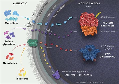 Frontiers The Building Blocks Of Antimicrobial Resistance In Pseudomonas Aeruginosa