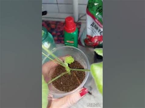 Пеларгония укоренение черенков👌♥ - YouTube