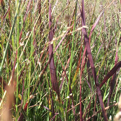 Red Switch Grass Shenandoah Is An Ornamental Grass Cultivar Selected For Its Reliable Burgundy