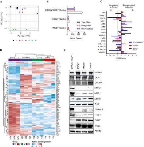 Transcriptomic Profiling Of Cl2a Cell Variants A Principal Component Download Scientific