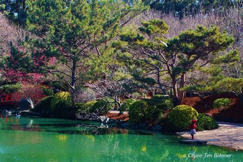 Japanese inspired garden | Scrolller