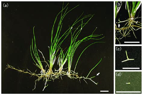 A An Overview Of Native E Acicularis A Growing Stolon Forms A Young