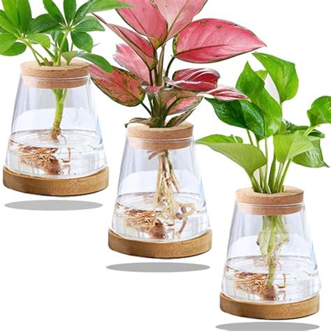 Propagation Prodigy The Best Plants For Water Propagation