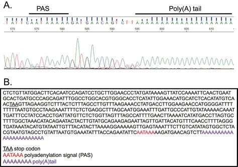 Adapting 3 Rapid Amplification Of CDNA Ends To Map Transcripts In