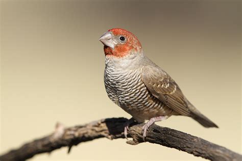 Red-headed Finch Facts, Care as Pets, Pictures