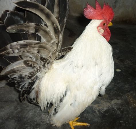 Jual Ayam Hias Jual Ayam Kate Sepasang Murah Jogja