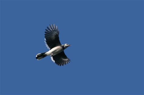 Bill Hubick Photography - Blue Jay (Cyanocitta cristata)