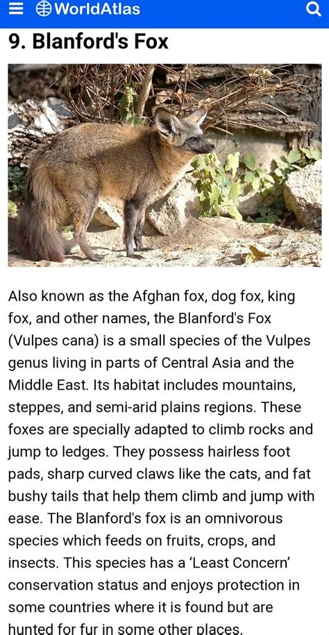 different species of Fox | Species, Animal lover, Habitats