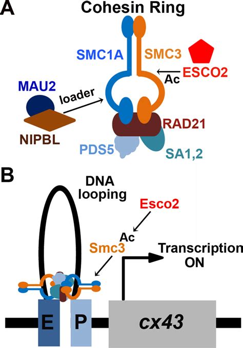 Esco Dependent Cis Dna Looping Model Underlying The Etiology Of Rbs