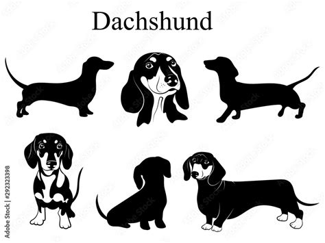 Dachshund set. Collection of pedigree dogs. Black white illustration of ...