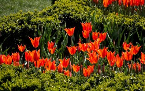 Premium Photo | Orange color tulip flowers in the garden