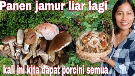 Panen Jamur Liar Ke Hutan Denmark Kali Ini Yang Kita Dapat Jamur