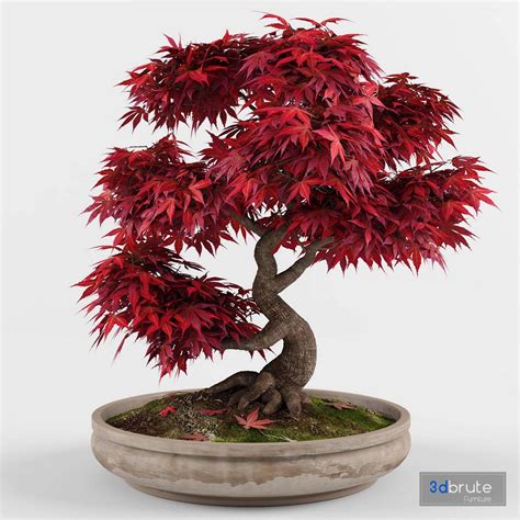 Bonsai japanese maple decorative tree 3d model Buy Download 3dbrute