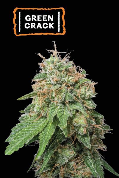 Green Crack Auto Feminized Autoflowerings Seedsline