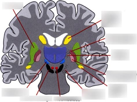 Basal Ganglia Coronal View Diagram Quizlet